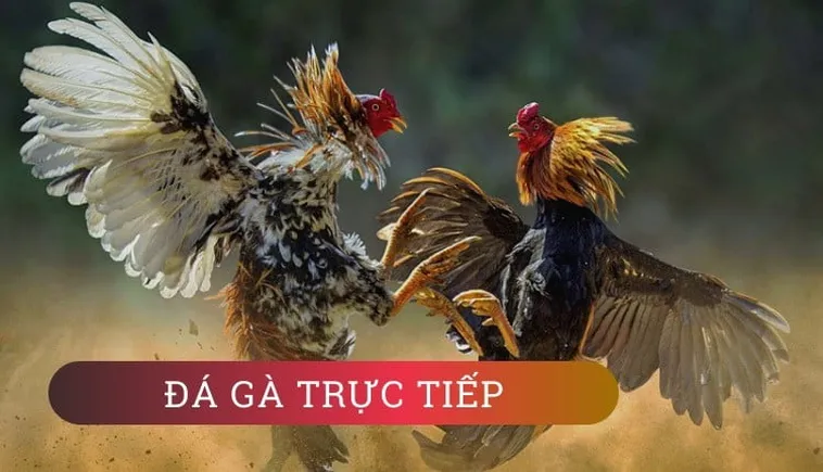 Hướng Dẫn Chơi Đá Gà WS168 Tại Nohu90 Để Thắng Cược Dễ Dàng